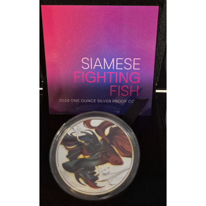 2024 Siamese Fighting Fish