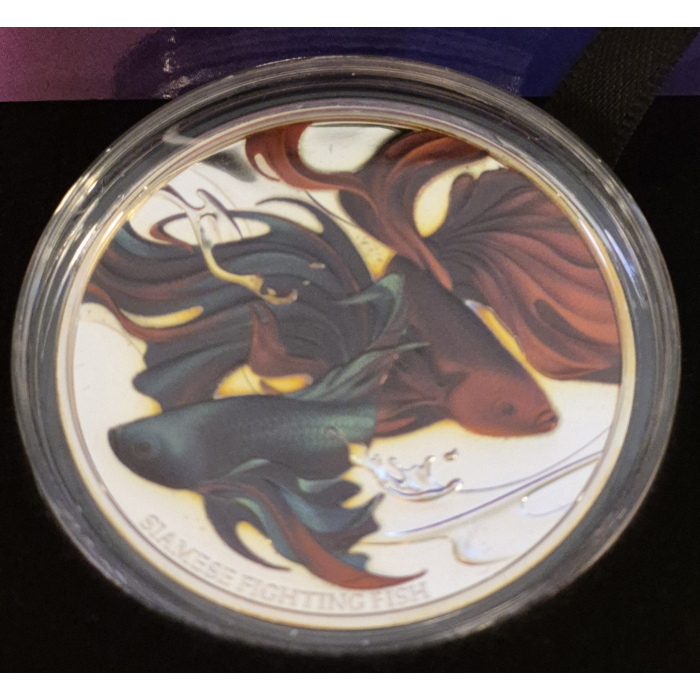 2024 Siamese Fighting Fish